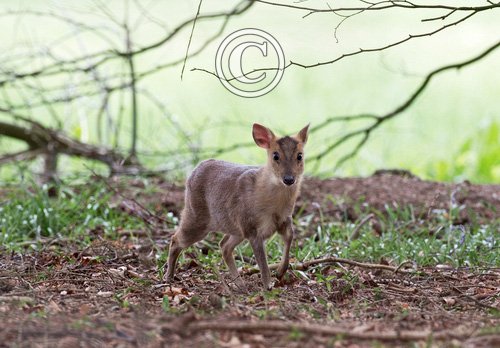 Muntjac 1